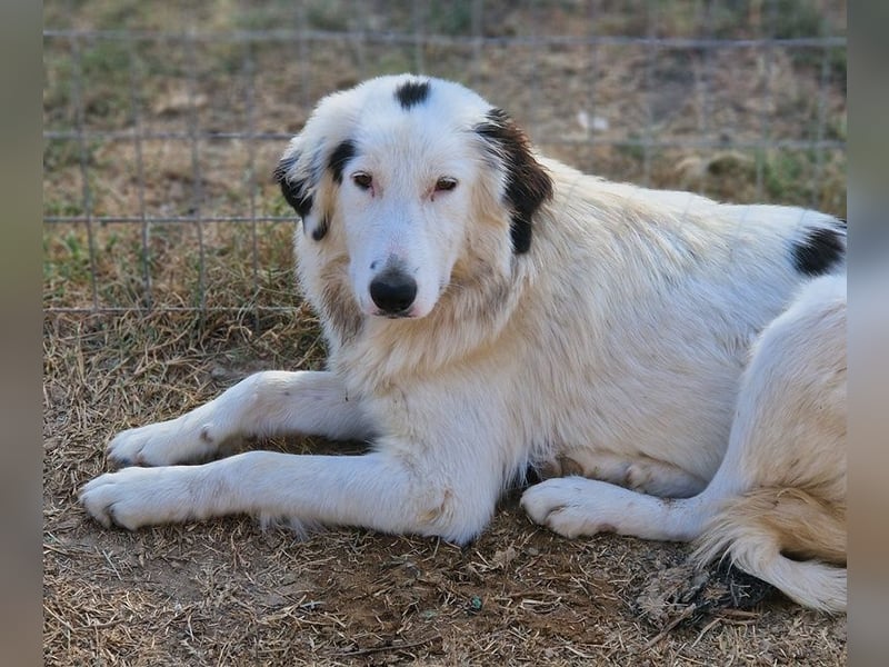 Namika, geb. ca. 02/2024, lebt in GRIECHENLAND, im städt. Tierheim Serres