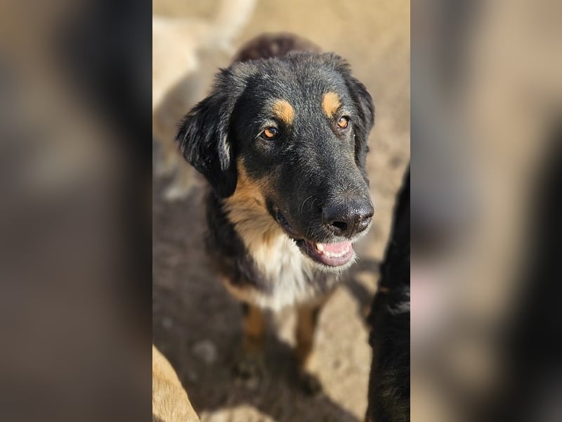 Rubeus Hagrid, geb. ca. 12/2023, lebt in GRIECHENLAND, im städt. Tierheim Serres