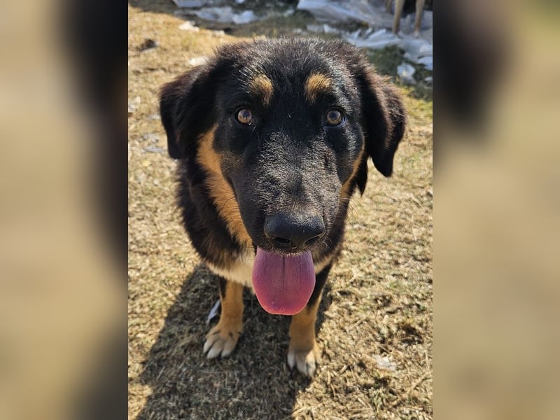 Rubeus Hagrid, geb. ca. 12/2023, lebt in GRIECHENLAND, im städt. Tierheim Serres