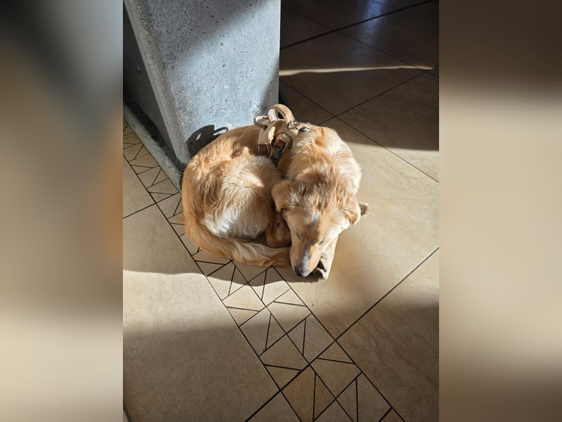 Gilda sucht ihr Zuhause