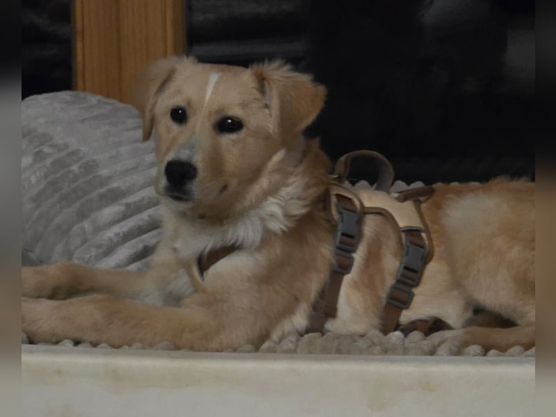 Gilda sucht ihr Zuhause