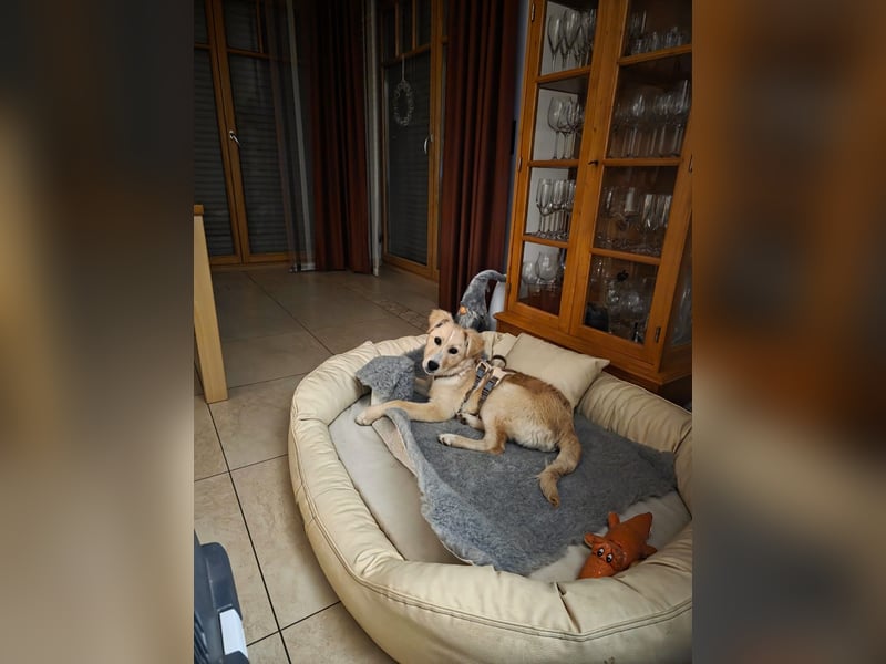 Gilda sucht ihr Zuhause