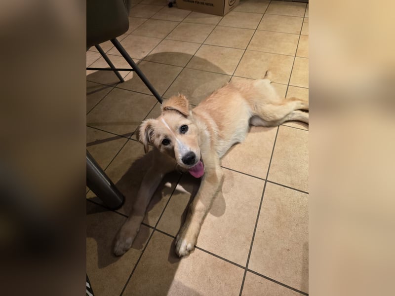 Gilda sucht ihr Zuhause