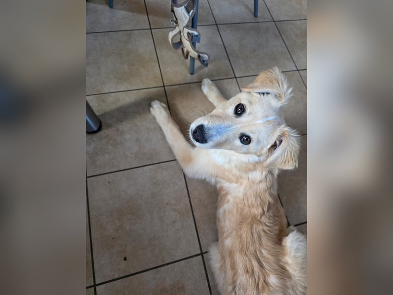 Gilda sucht ihr Zuhause