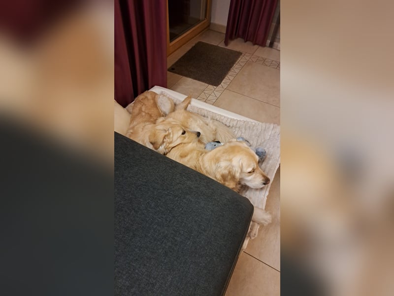 Gilda sucht ihr Zuhause