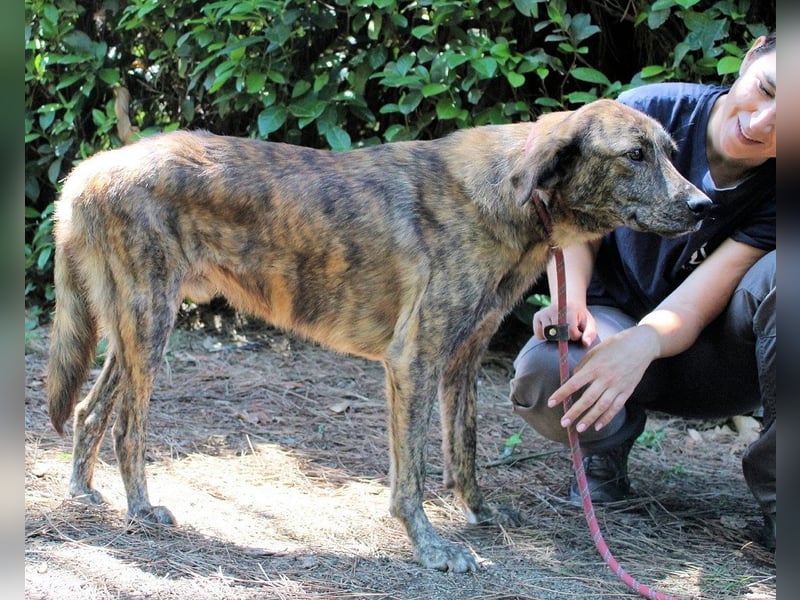 Ulick - hat alles verloren