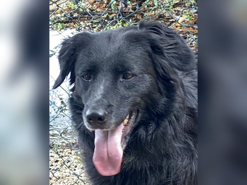 Ibiza - (Dringend Zuhause oder Pflegestelle gesucht) möchte auch ein Fleißkärtchen...