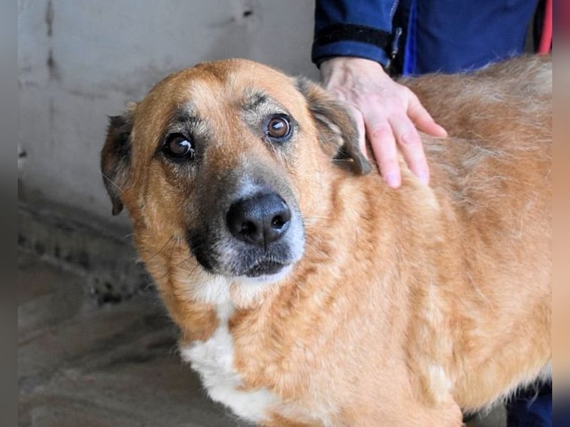 Kemp - Runder Rundum-Schatz