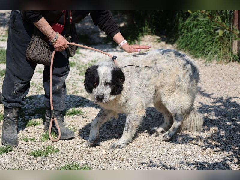 Giulietta - manche Seelen brauchen einfach etwas länger