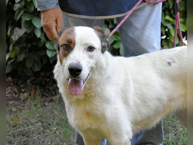 Miah - wohn"haft" in einem Hundelager