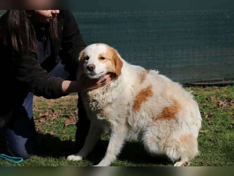 Tish - mit dem wunderschönen Kuschelfell