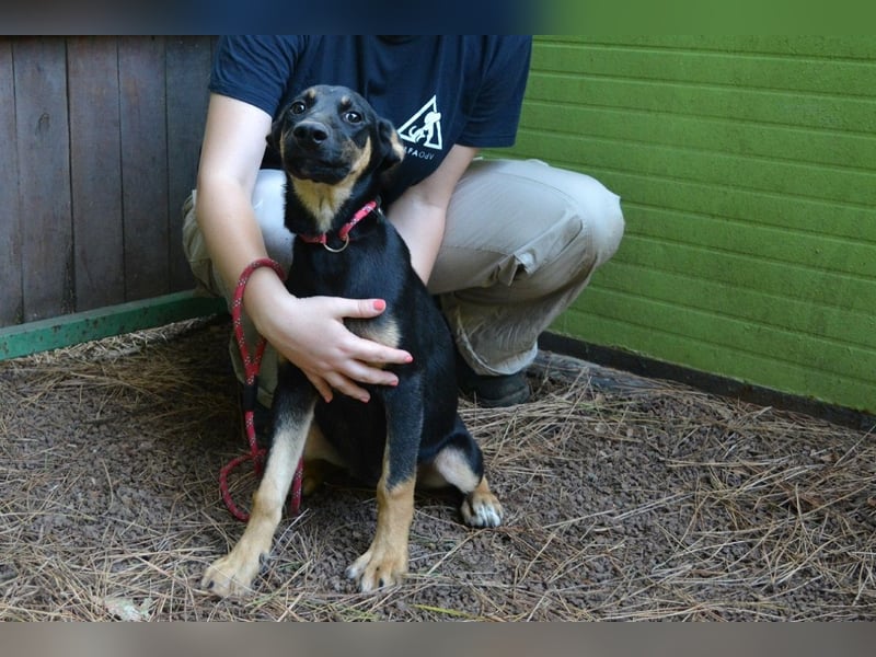Drifa - vorsichtiges Hundemädchen auf der Suche nach Geborgenheit