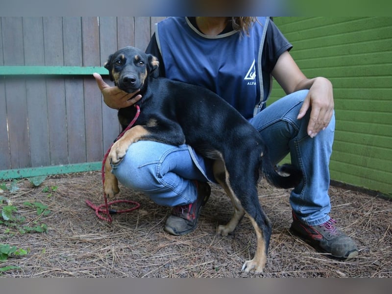 Djamica - fröhliche Junghündin mit offenem Herzen