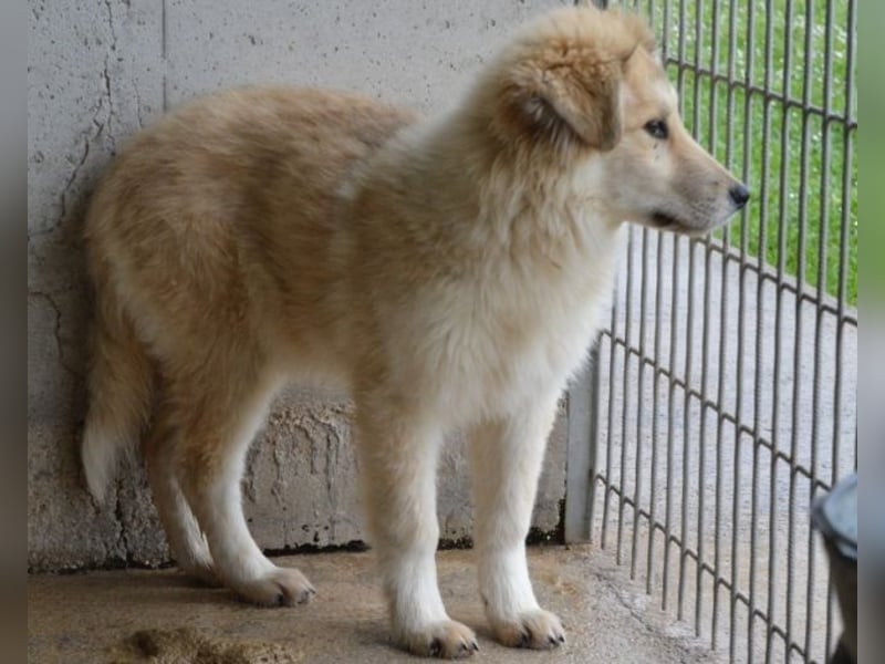 Lauritz - sucht seinen Platz im Leben