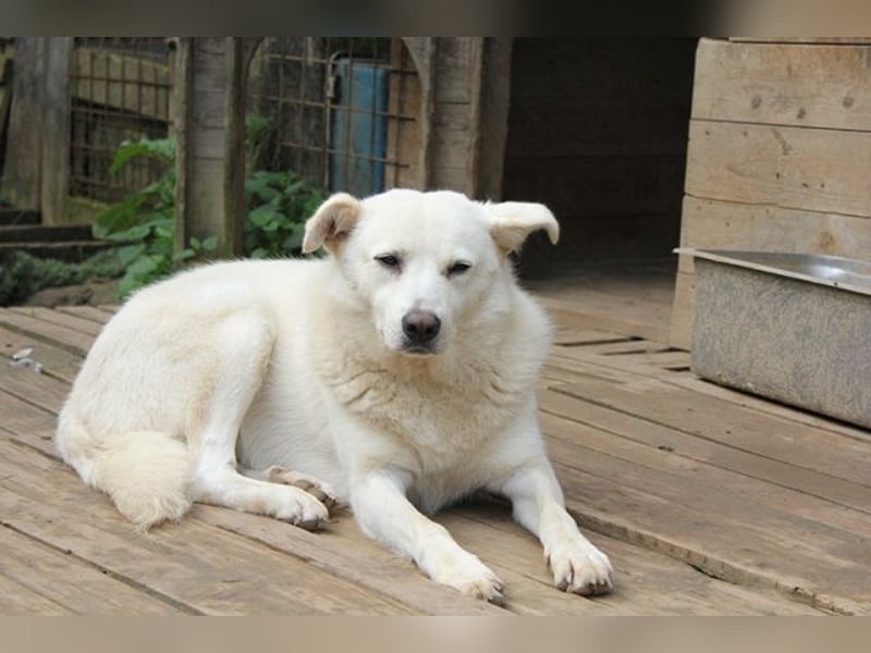 Gea - eine zarte Seele auf der Suche nach ihren Menschen