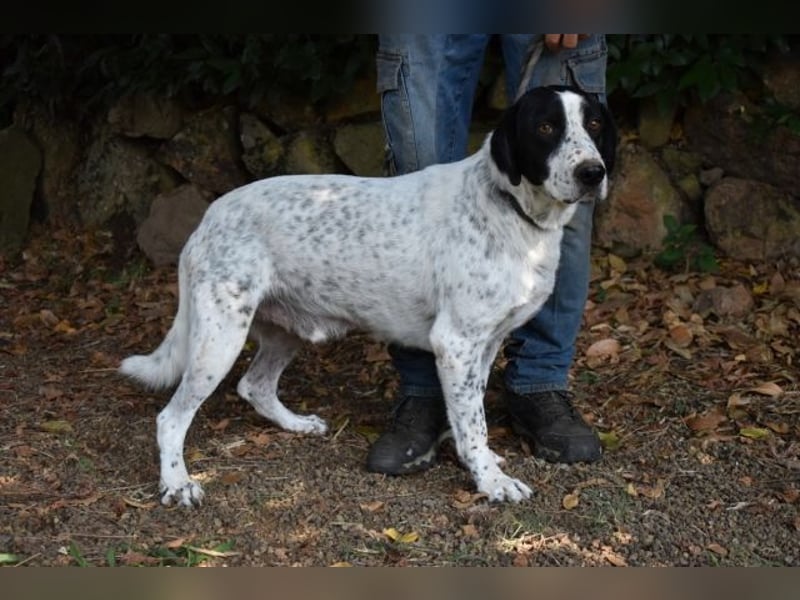 Demetrius - Sensibler Hund in großer Not