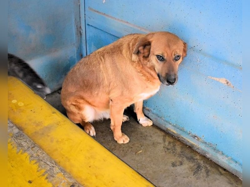Rainey - sucht sein Pfotenglück!
