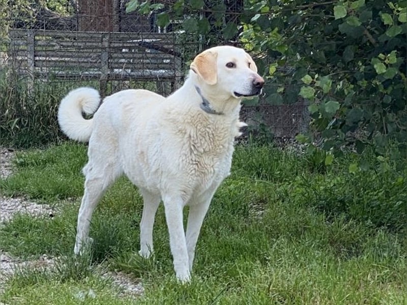Patty - Vorsichtig auf den Pfoten, groß im Herzen