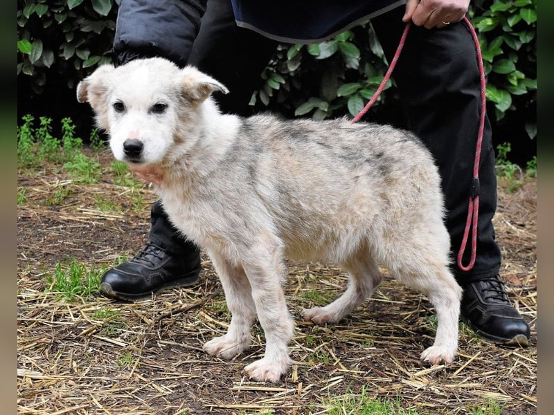 Kemyra - Ein "Wölfchen" sucht sein Rudel