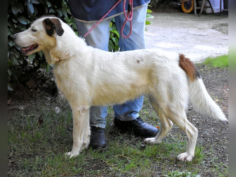 Miah - wohn"haft" in einem Hundelager