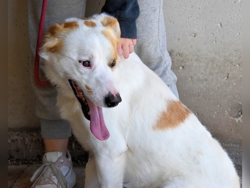 Virgilyo - Wo kommst du her, wo gehst du hin?