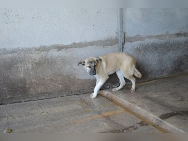 Quivira - Kleines Hundekind, was nun?