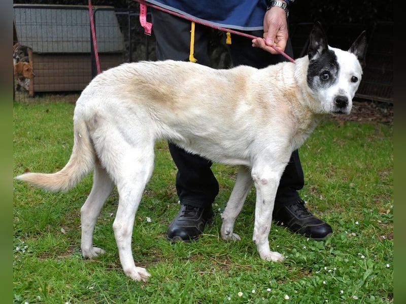 Camellia - Notfall - Was wäre gewesen, wenn ...