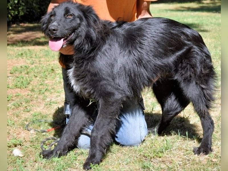 Settimio - Ich bin da, jetzt läuft's!?