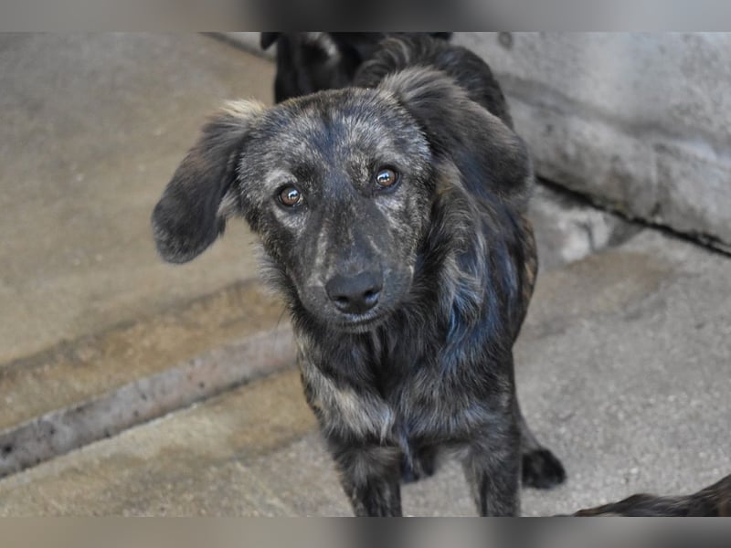 Nivara - Das Märchen von den fünf Schwestern