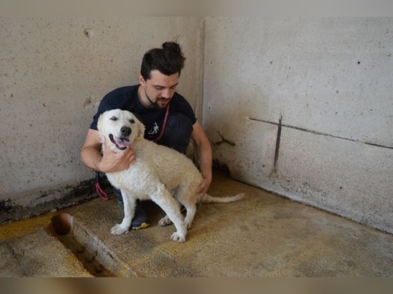 Adryelle - Lebensfreude auf vier Pfoten