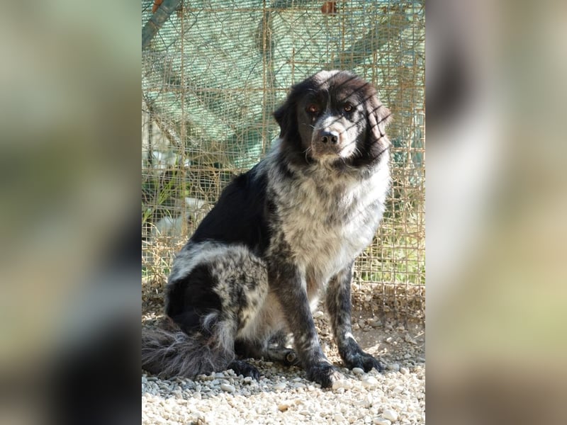 Olivia - Schüchterne Schönheit sucht neue Hunde-Menschen-Familie