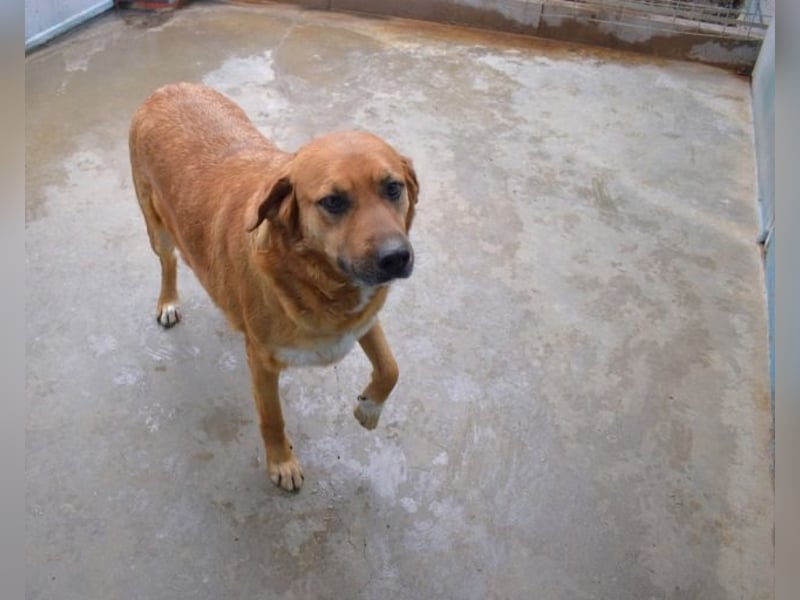 Rainey - sucht sein Pfotenglück!