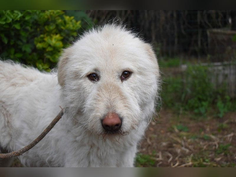 Lynnette - Power-Hündin sucht sportliches Zuhause