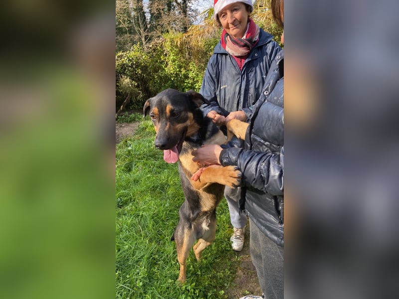 Robin - (Dringend Zuhause oder Pflegestelle gesucht) Ein unbeschriebenes Blatt...