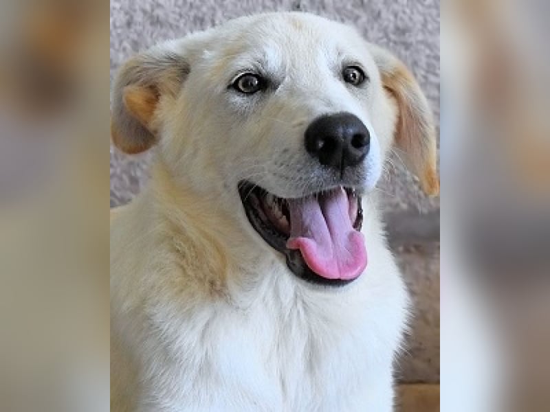 Weeke - Knopfaugen auf der Suche nach einem Lieblingsmenschen