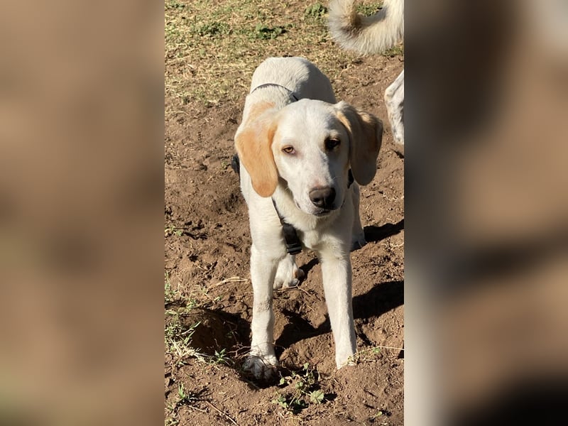 Deddy -  Mit neugierigen Pfoten ins Leben