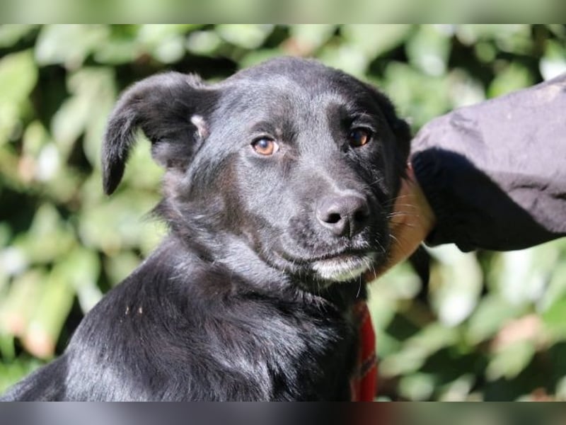 Saffiro - Ein Schritt Richtung Hundeglück