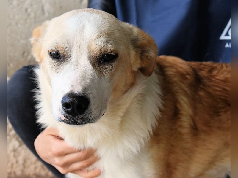 Simbad - Laute Fragen ? Leise Wünsche