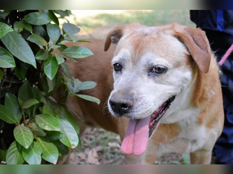 Rinaldo - Gold-Senior sucht dringend ein Zuhause