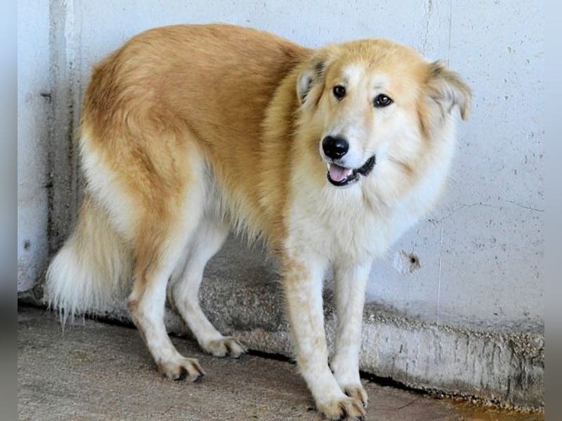 Lauritz - sucht seinen Platz im Leben