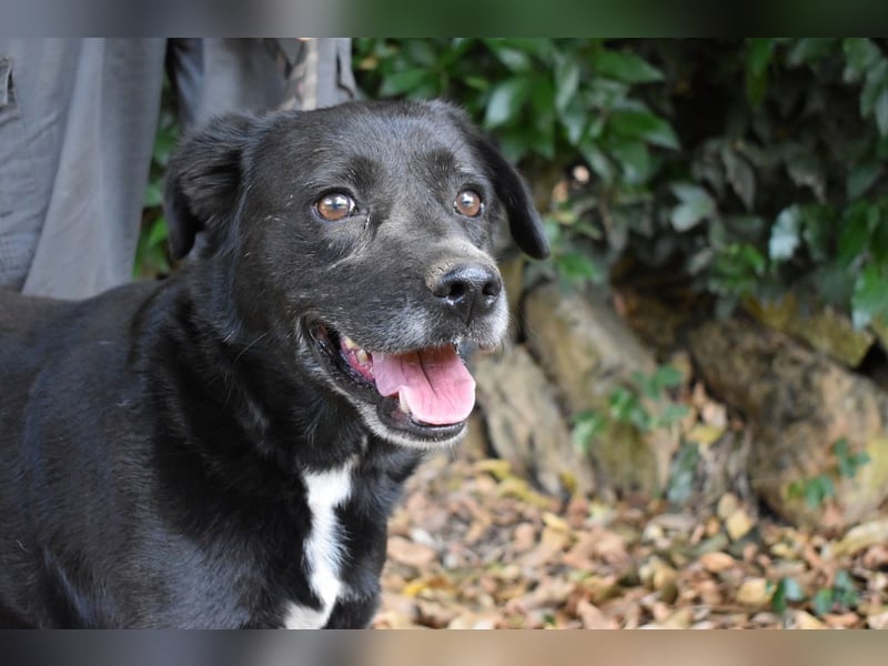 Brogan - Unser Lieblingslabradorpanther - vielleicht bald Ihrer?