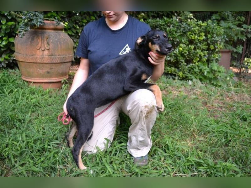 Drifa - vorsichtiges Hundemädchen auf der Suche nach Geborgenheit