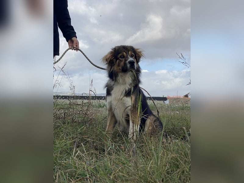 Leo - Leo, Du Löwe, schüttle Deine Mähne!