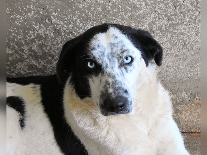 Nyxiel - Die schönsten Augen