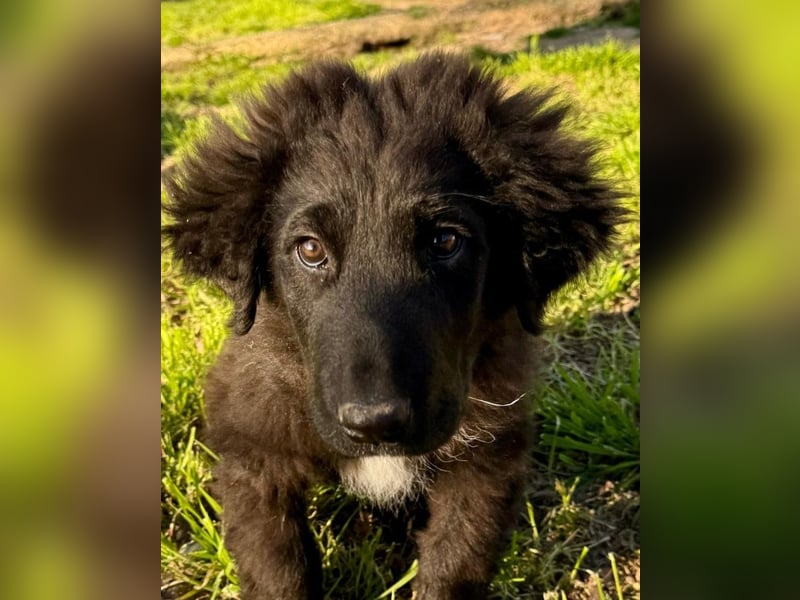 Thor - bereit für sein ganz persönliches Donnerwetter an Liebe