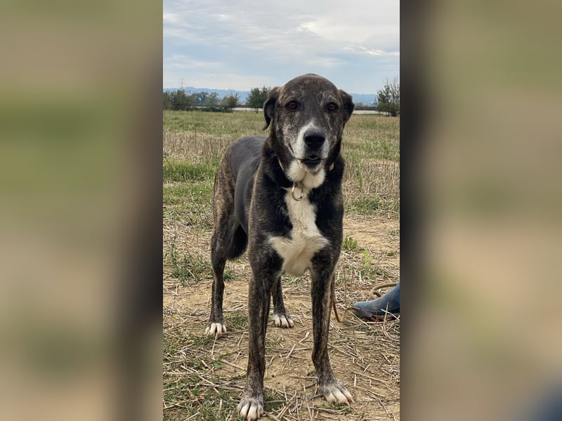 Lola - Das Herz hat seine Gründe