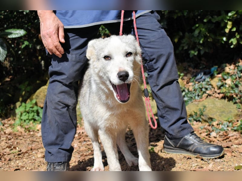 Kemyra - Ein "Wölfchen" sucht sein Rudel