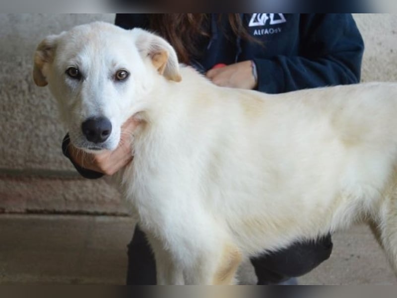 Weeke - Knopfaugen auf der Suche nach einem Lieblingsmenschen