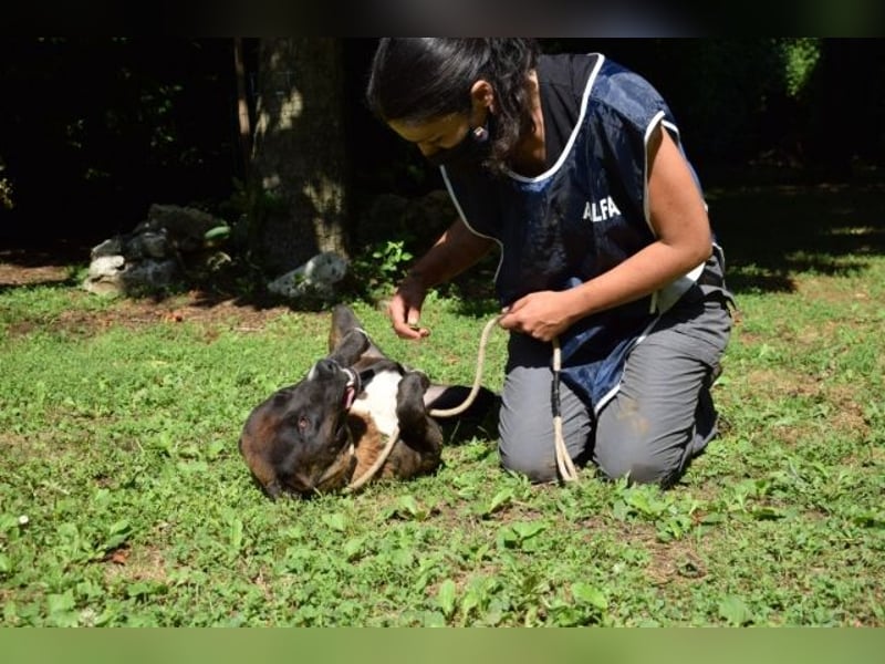 Chufo - ein Energiebündel