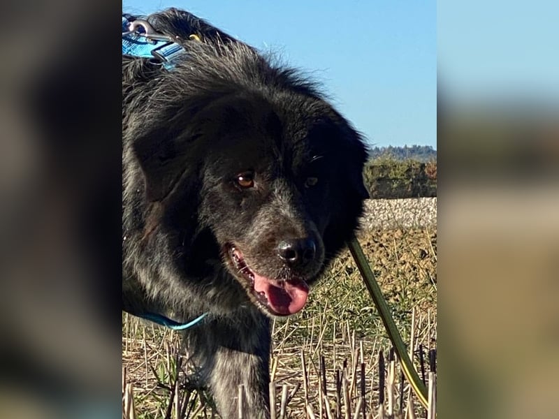 Olivia - Schüchterne Schönheit sucht neue Hunde-Menschen-Familie